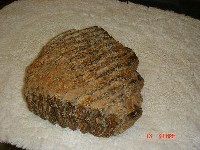 藏品(象齒)的圖片